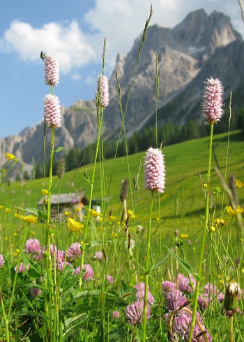 Die Sextener Rotwand sparen wir uns für den nächsten Klettersteig-Urlaub in Südtirol auf. | Foto: Monika Huber