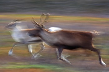 Rentiere gibt's in Finnland an vielen Ecken. Auch am Karhunkierros. | Foto: Visit Finland