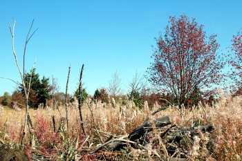 Liebliche Herbstlandschaft auf dem Hohen Polster in der Rhön. | Foto: Karin Klemmer