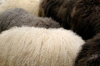Jede Art von Wolle hat ihre eigenen Vorteile. Die grobe Schafwolle der Walliser Schwarznasenschafe ist für die Haut zu kratzig, kann aber zum Beispiel in wasserdichten Filzprodukten oder als isolierende Füllung eingesetzt werden.