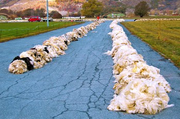 An mehr als 22 Sammelstellen in der Schweiz können die Schafbauern zwei Mal im Jahr ihre Schurwolle abliefern. Swisswool sammelt so rund 400 Tonnen Schweizer Wolle im Jahr. | Foto: Ortovox