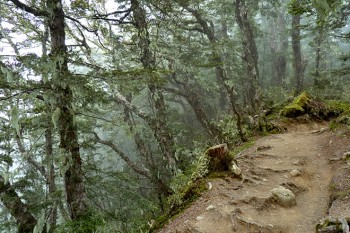 Wandern wie im Märchenwald: Der Kepler Track führt am ersten Tag durch den fiordländischen Urwald. | Foto: Archiv Schuchardt