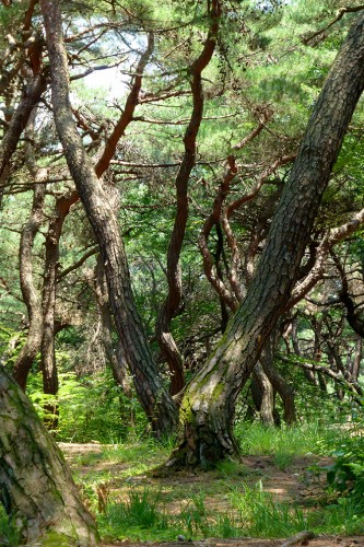Tanzende Pinien im Gyeongju National Park. | Foto: Barbara Dziobek