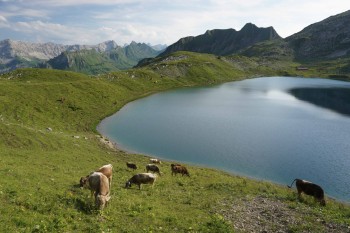Im Hochsommer weidet am Engeratsgundsee Vieh und man kann die Blumenpracht bewundern. | Foto: Bad Hindelang Tourismus/Wolfgang B. Kleiner