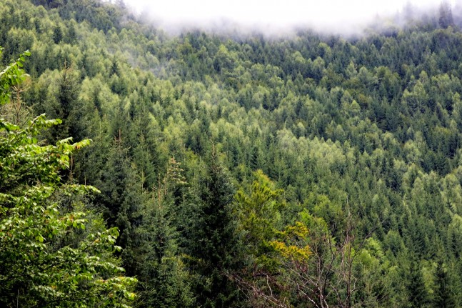 Davon gibt es in den Karpaten unglaublich viel: Wald. Wir sind mitten im größten noch bestehenden geschlossenen Waldgebiet Europas angekommen. | Foto: Tobias Kupek