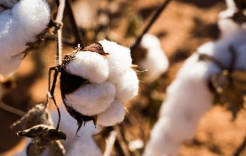 In der Türkei, in Indien, USA und China finden sich heute die größten Anbauflächen für Bio-Baumwolle. | Foto: Patagonia