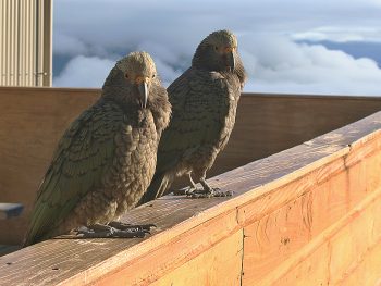 Keas, Neuseelands freche Bergpapageien, haben es faustdick im Gefieder. | Foto: Kirstin Schuchardt