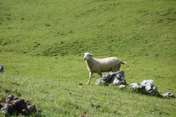 Begleiter zur Schüsselkarspitze: Eines der vielen Schafe im Puittal. | Foto: David Lochner