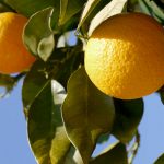 Wer im M&auml;rz nach Mallorca f&auml;hrt, trifft auf fr&uuml;chtetragende Orangenb&auml;ume...