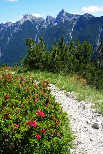 Alpenrosenblüte mit den drei Arnspitzen im Hintergrund. | Foto: Arnold Zimprich