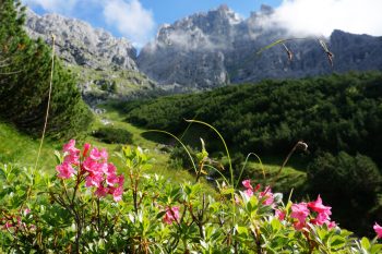 Blick in die "Söllerrinne": Unten blühende Bergblumen, oben karge Felsfluchten. | Foto: Arnold Zimprich