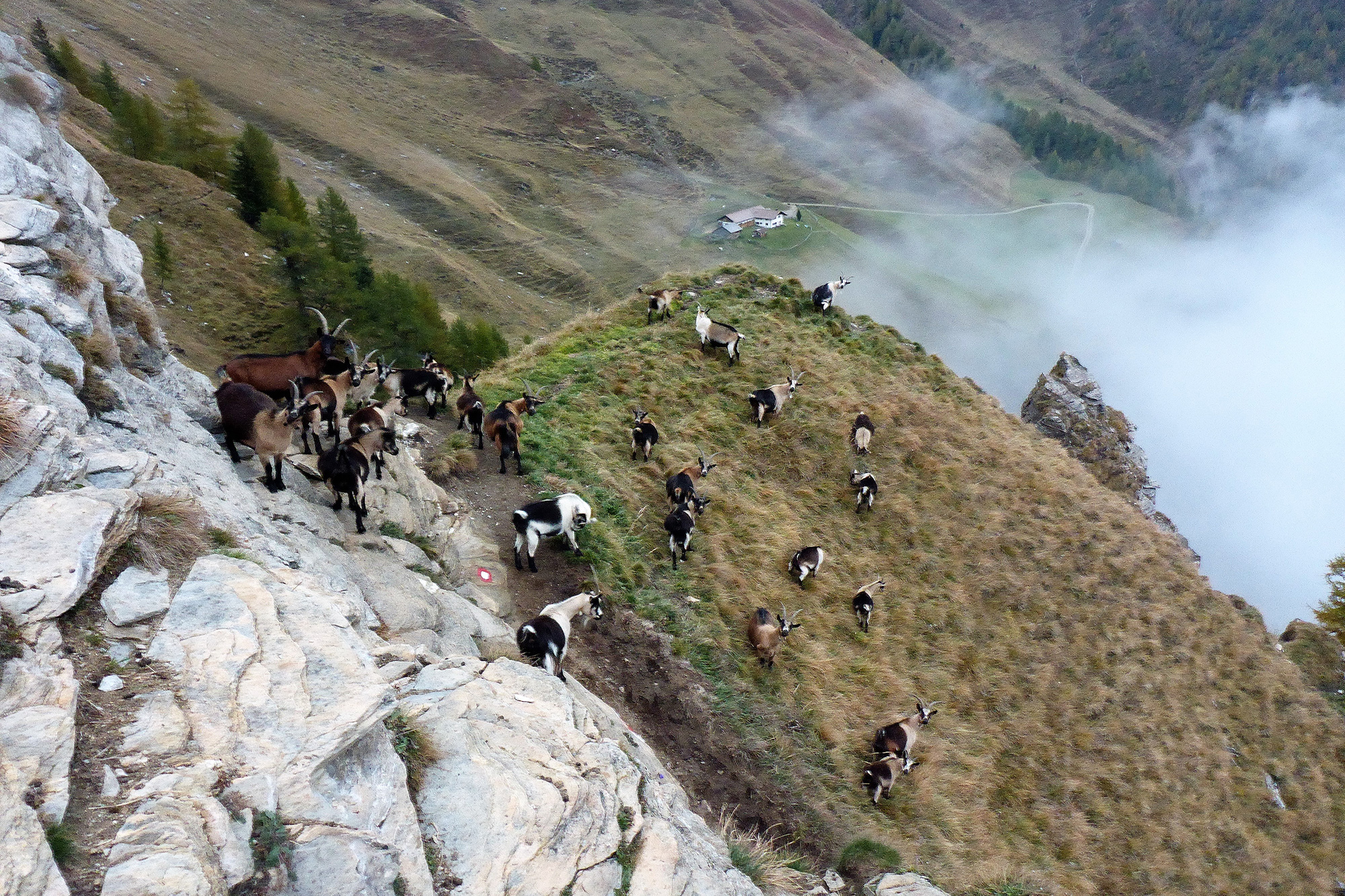 Während unserer Tour begegnen wir immer wieder den verschiedensten alpinen Tieren. | Foto: Jan Kozlowski