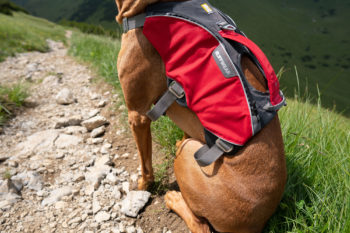 Hund in Webmaster Pro Hundegeschirr von Ruffwear.