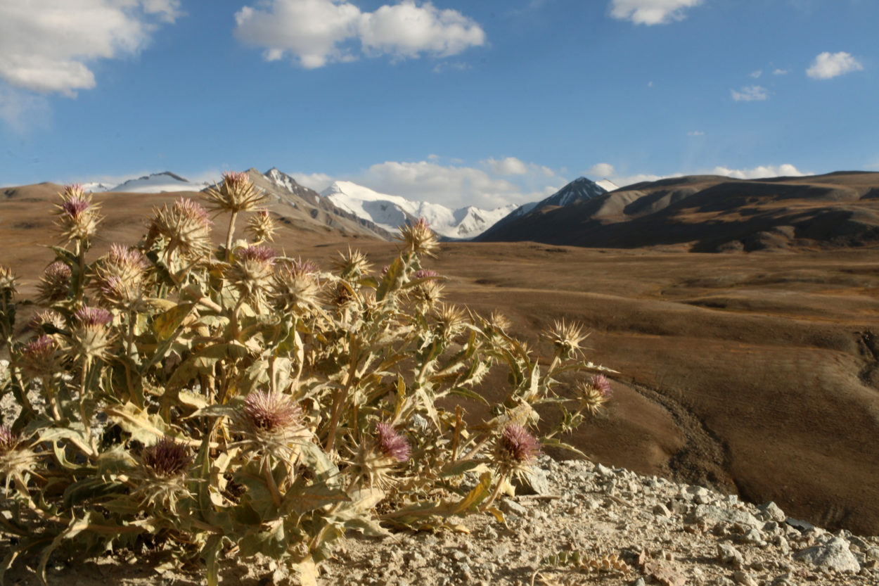 Weite Hochebenen, schneebedeckte Gipfel und sp&auml;rliche Vegetation machen das Leben im Pamir gleicherma&szlig;en hart wie wundersch&ouml;n. | Foto: Adriane Lochner