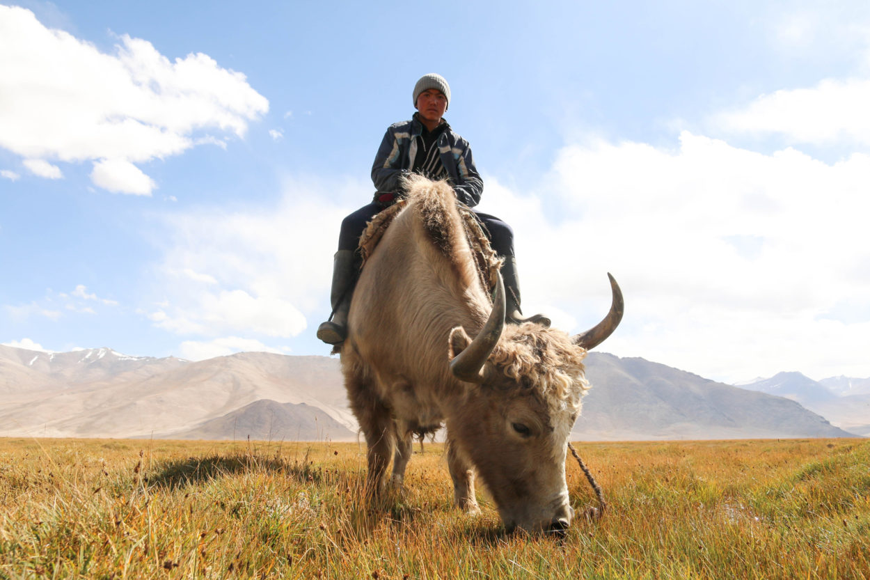 Junger Yak-Hirte im tadschikischen Pamir. Traditionell sind domestizierte Yaks die Lebensgrundlage der Einheimischen. | Foto: Adriane Lochner