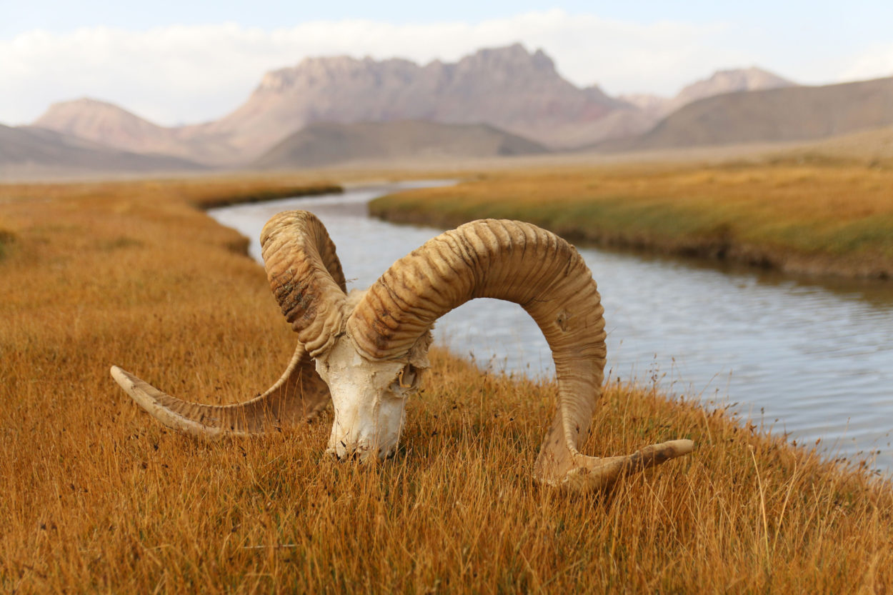 Sch&auml;del eines Marco-Polo-Wildschafs. Die bedrohte Tierart ist eine Fleischquelle f&uuml;r arme Gebirgsv&ouml;lker, eine beliebte Jagdtroph&auml;e f&uuml;r ausl&auml;ndische Jagdtouristen und die Nahrungsgrundlage des seltenen Schneeleoparden. Der Schutz der Beutetiere ist essentiell, um die Gro&szlig;katze zu erhalten. | Foto: Adriane Lochner