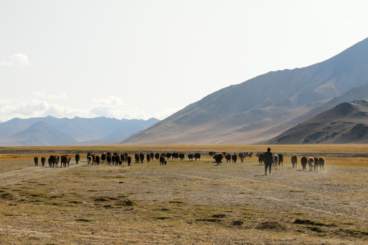 Yaks werden nicht nur als Reit- und Lasttiere, sondern auch als Fleisch-, Milch und Felllieferanten genutzt. | Foto: Adriane Lochner