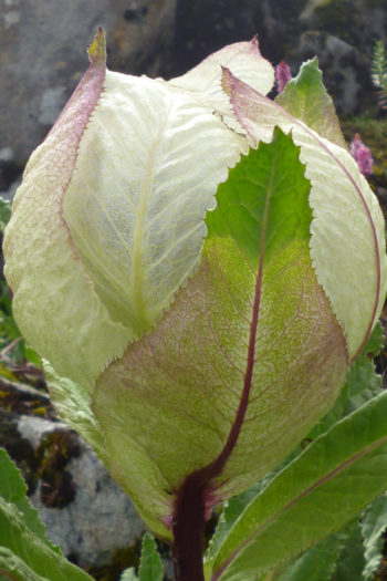 Brahma Kamal Blume